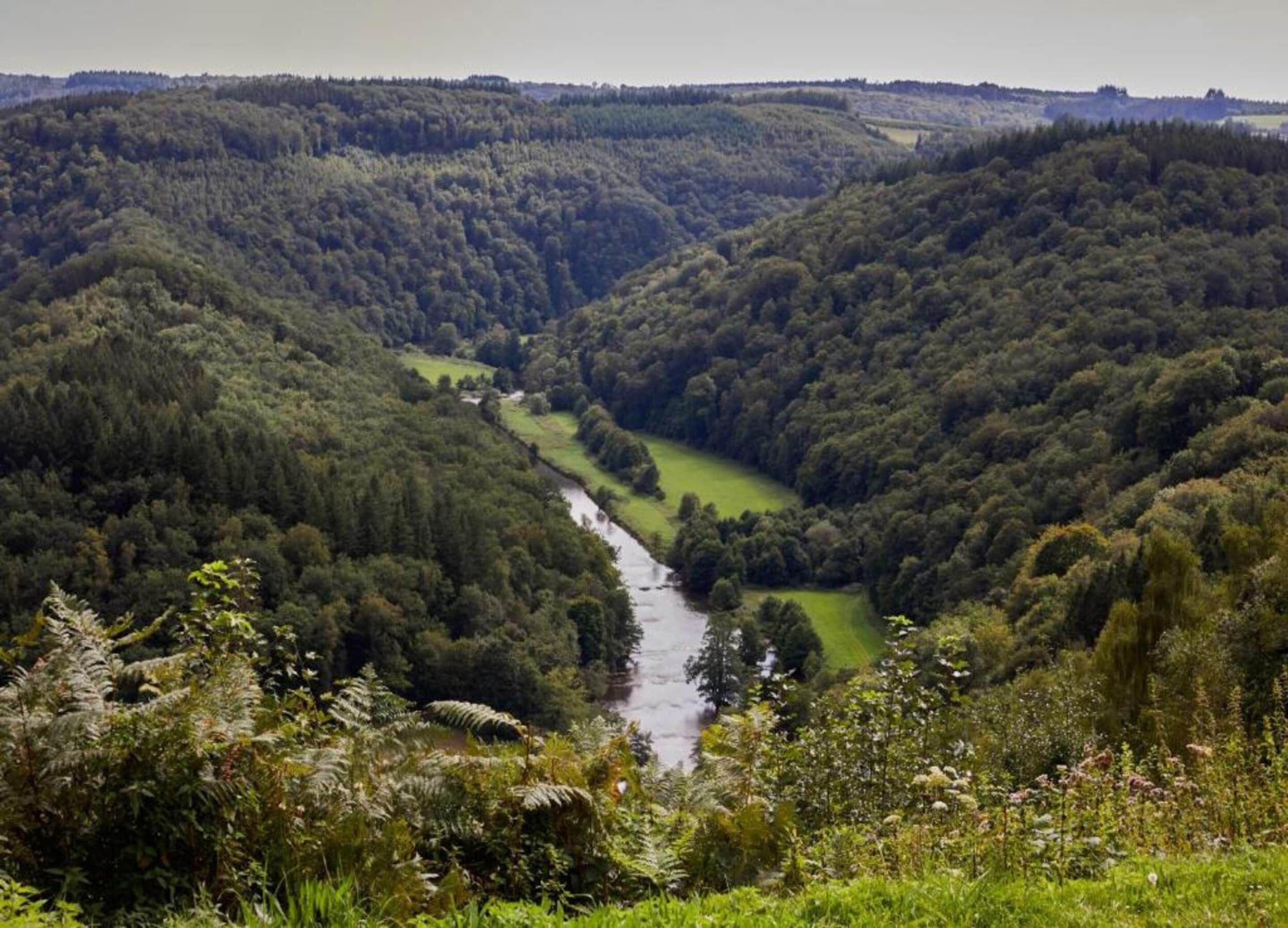 Een rivier die door een dicht bebost dal stroomt, met een helder zicht op het omliggende landschap.