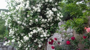Un mur de pierre orné d’une plante grimpante aux fleurs blanches et de roses rouges.