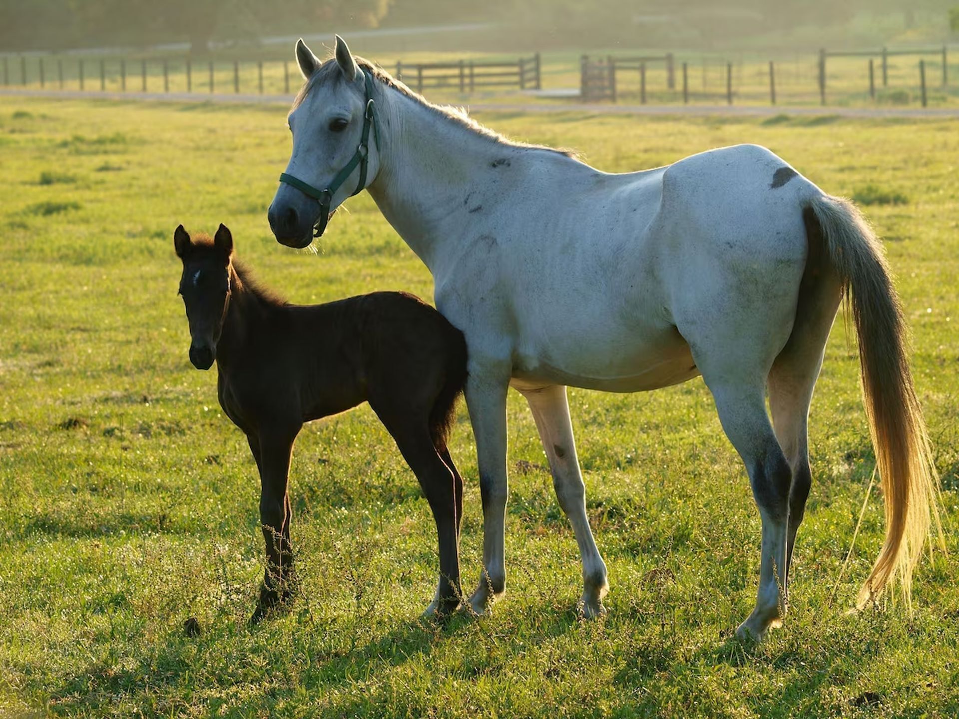 Dos caballos en un campo de hierba.