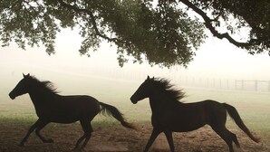 Twee paarden rennen over een mistig veld, met een hek op de achtergrond.