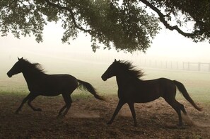 Miscellaneous - StarView Cowboy Cabin~Private Hot Tub for Two & many optional Ranch activities! (Cat Spring)