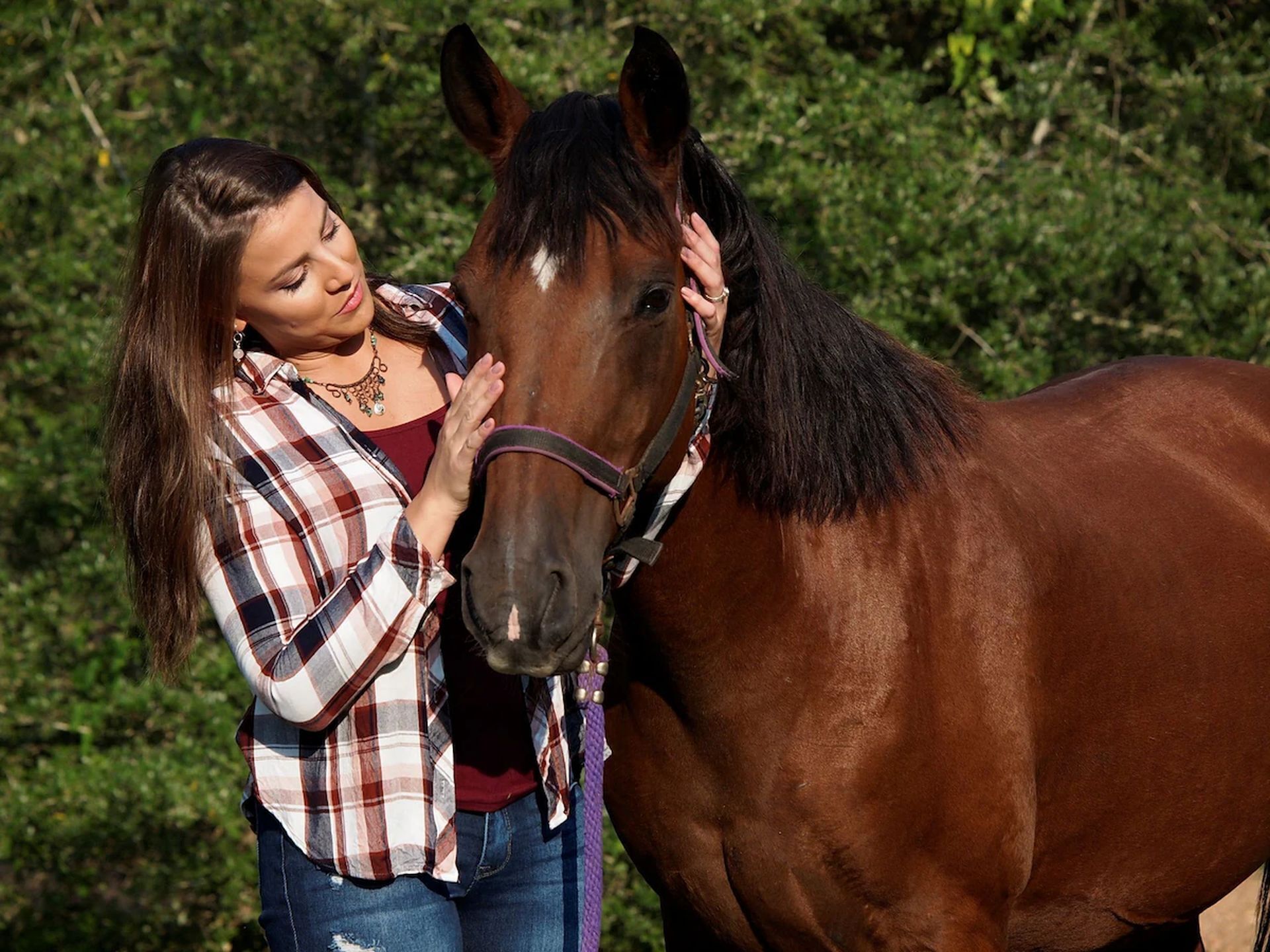 Une personne portant une chemise à carreaux et un jean caresse un cheval brun équipé d'un licol.