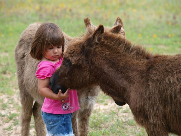 Niño interactuando con un burro en un área verde al aire libre.