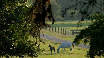 A rural landscape with a dirt road, a wooden fence, and three horses grazing in a field.