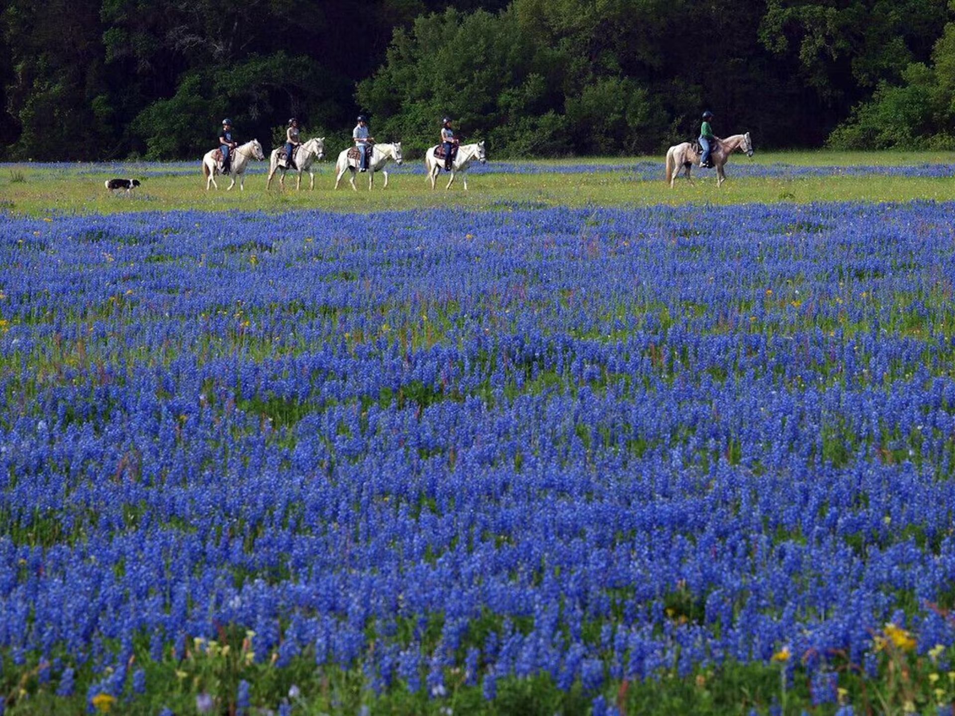 4 多间卧室、熨斗/熨衣板、上网接入、床单