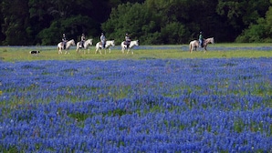 Un champ de fleurs bleues où l’on voit des personnes à cheval.