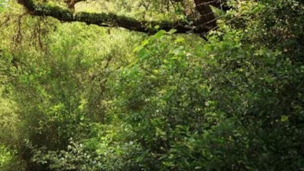 A small cabin surrounded by dense green foliage. - Bluebonnet Bungalow with Private Hot Tub & options to enjoy fun Exotic Animal Safari! (Cat Spring)