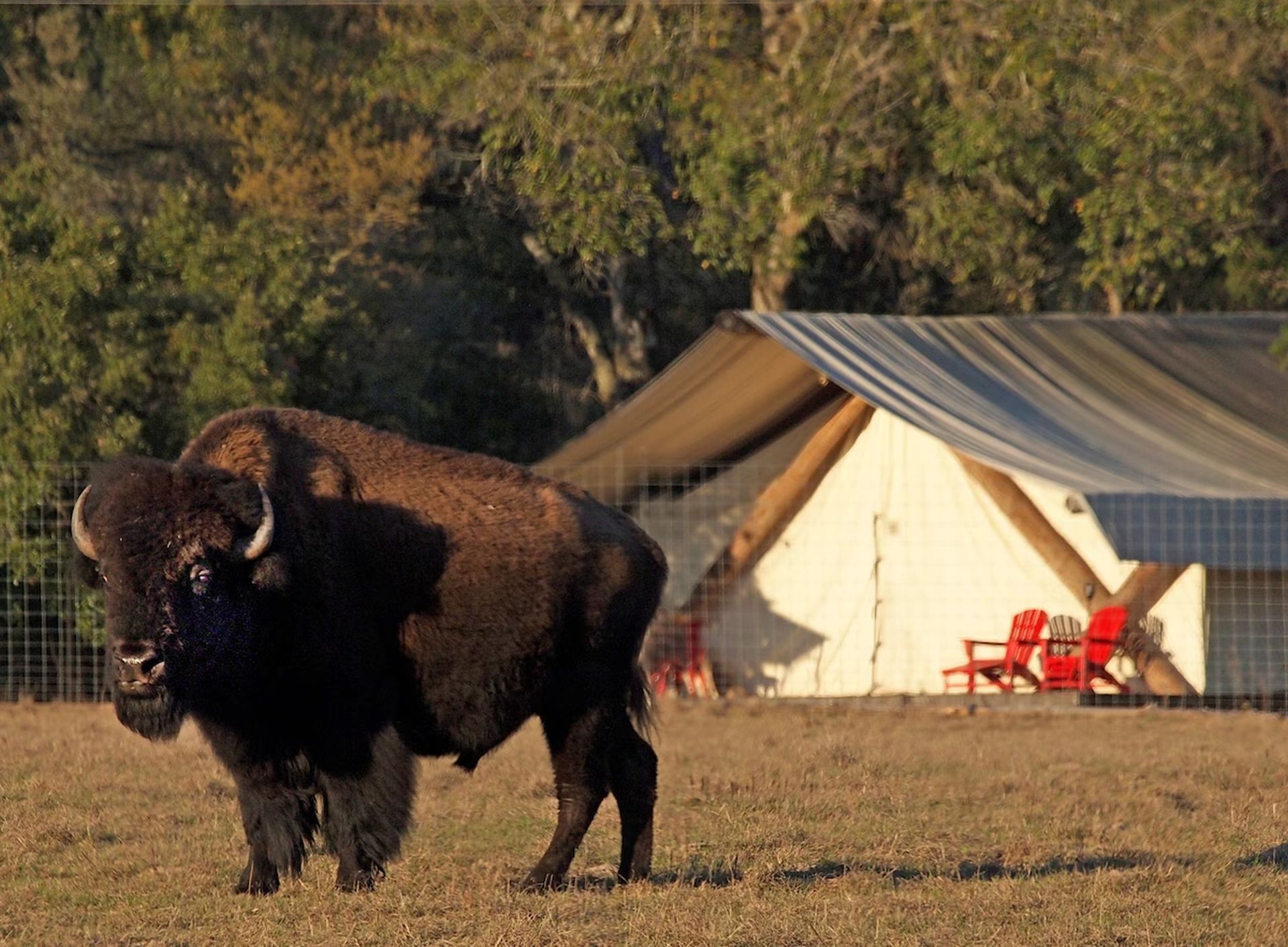 A bison in a fenced area with a tent and chairs in the background.
