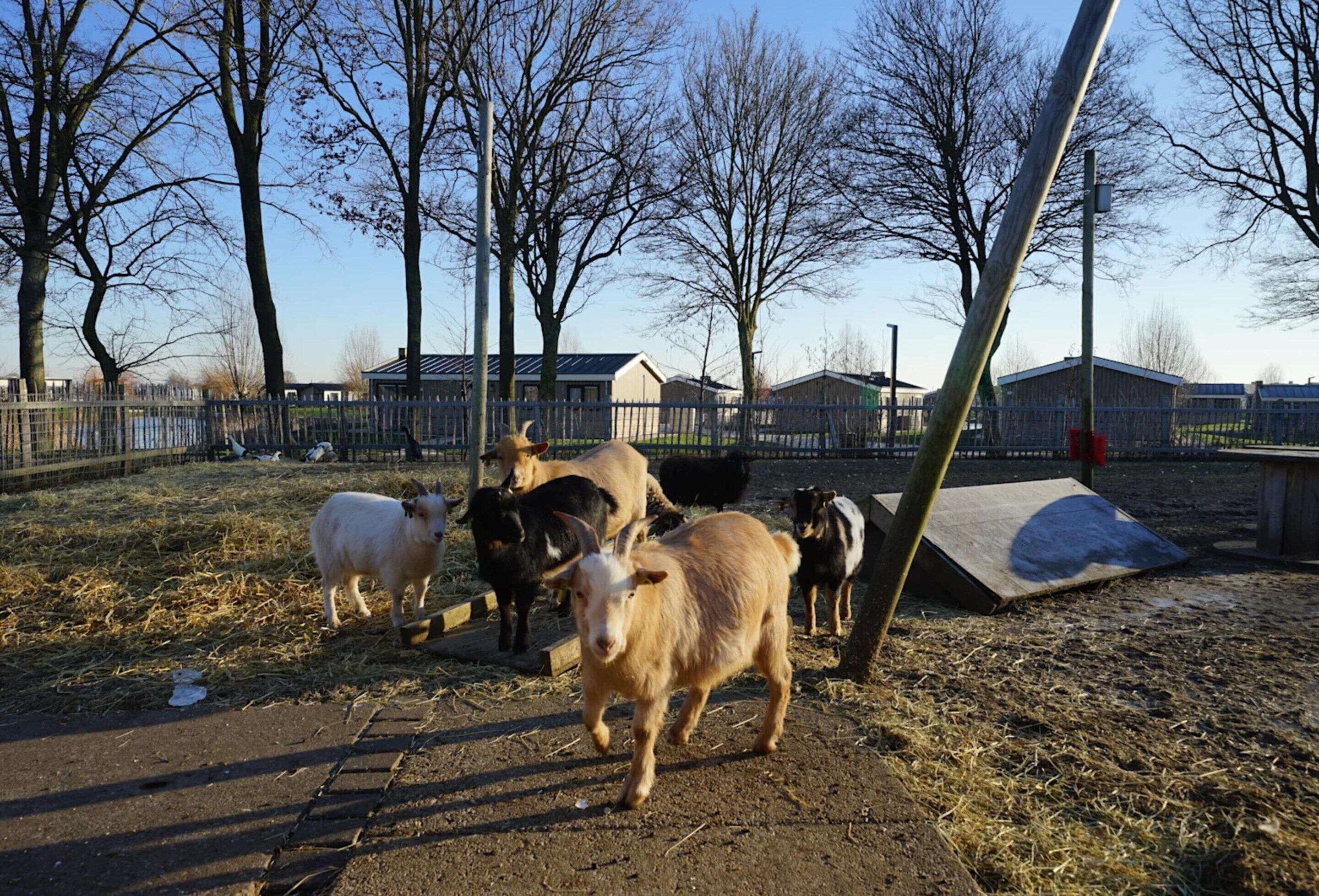 A fenced outdoor area with goats and a wooden ramp.