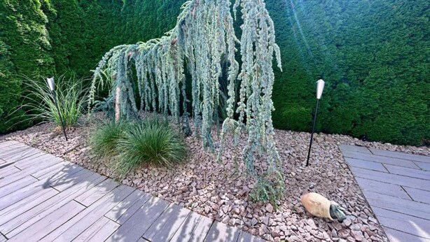 A garden with a weeping willow tree, a rock, and a wooden deck. - Ferienwohnung mit Balkon im Schwarzwald (Waldachtal)