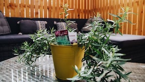 A yellow pot on a glass table with green plants and a packet labeled "Estragon." - Maison Cosy I Terrasse Privée (Nemours)