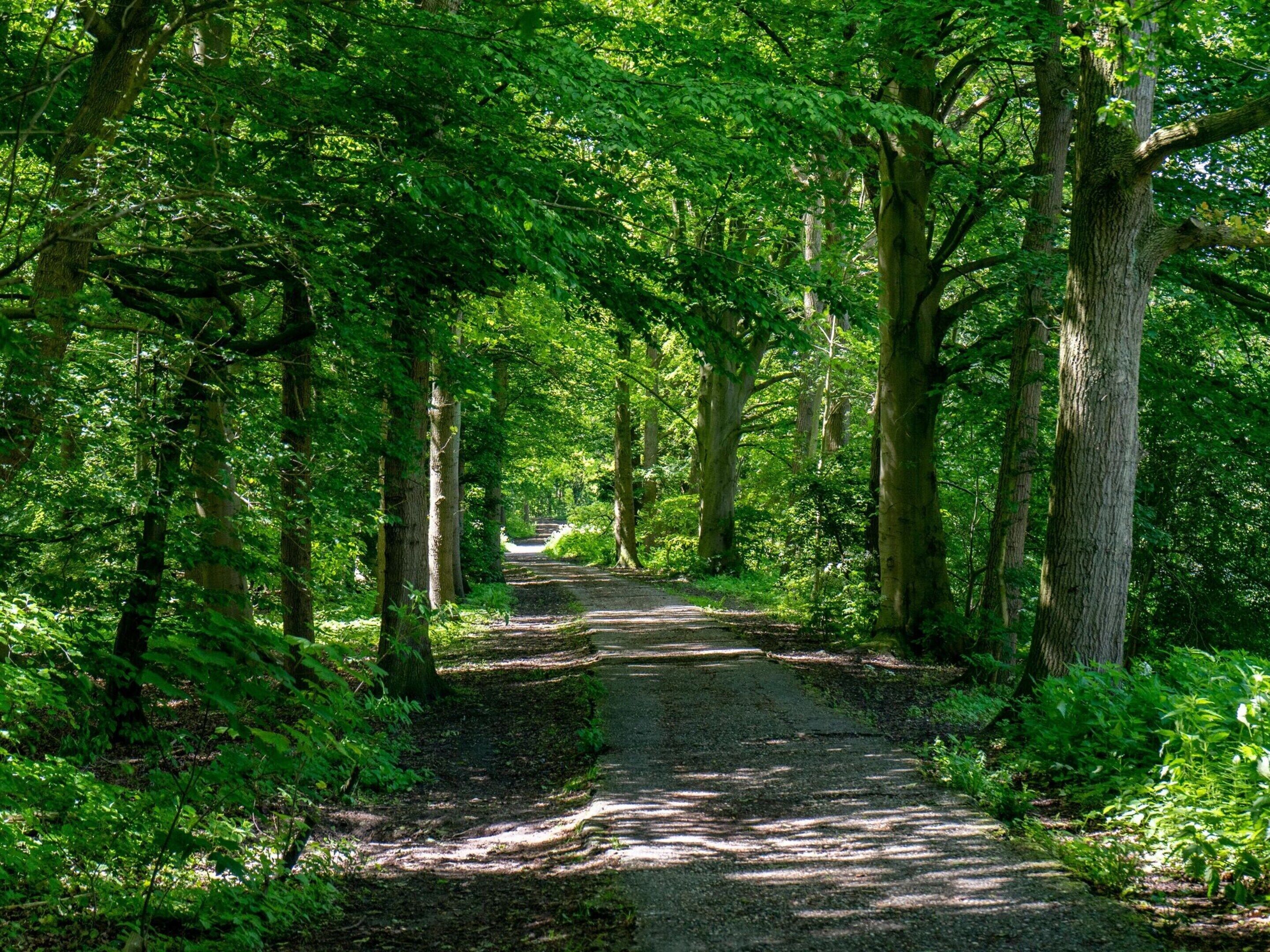 A forest path surrounded by tall trees.