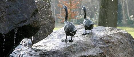 Two birds on a rock with a forest in the background.