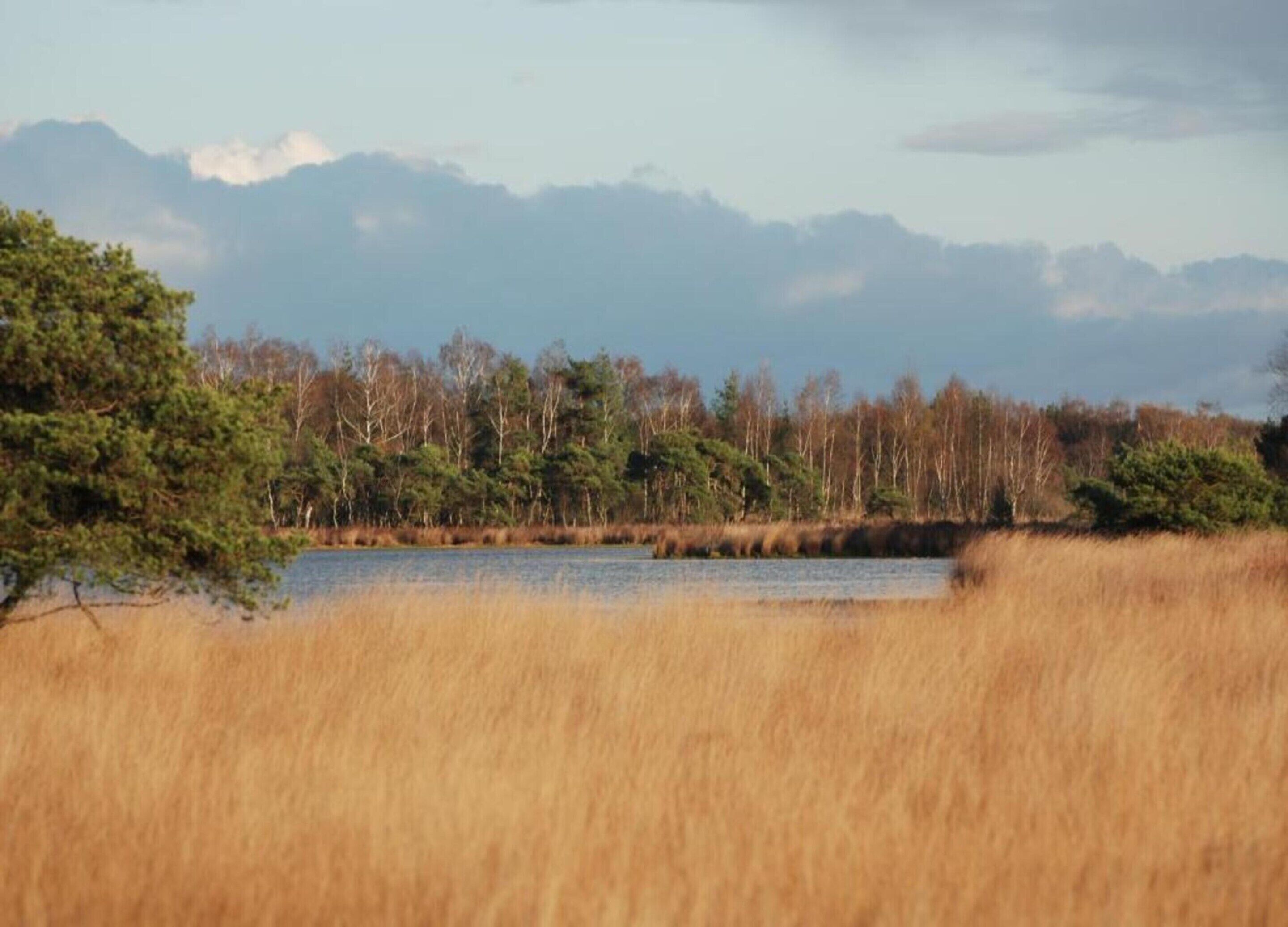 A natural landscape with a body of water, trees, and a distant mountain range.