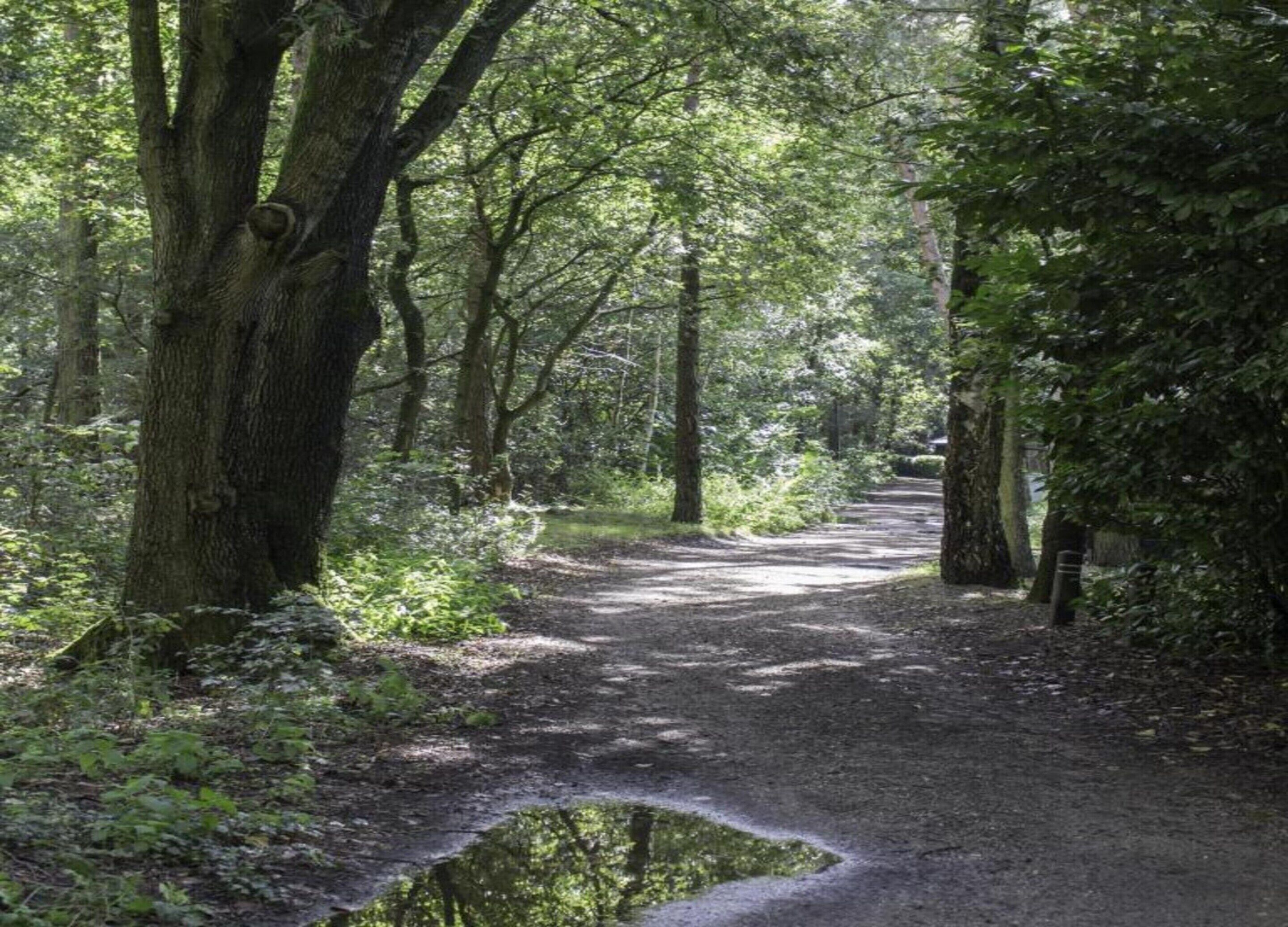A forested path with a small stream crossing it.