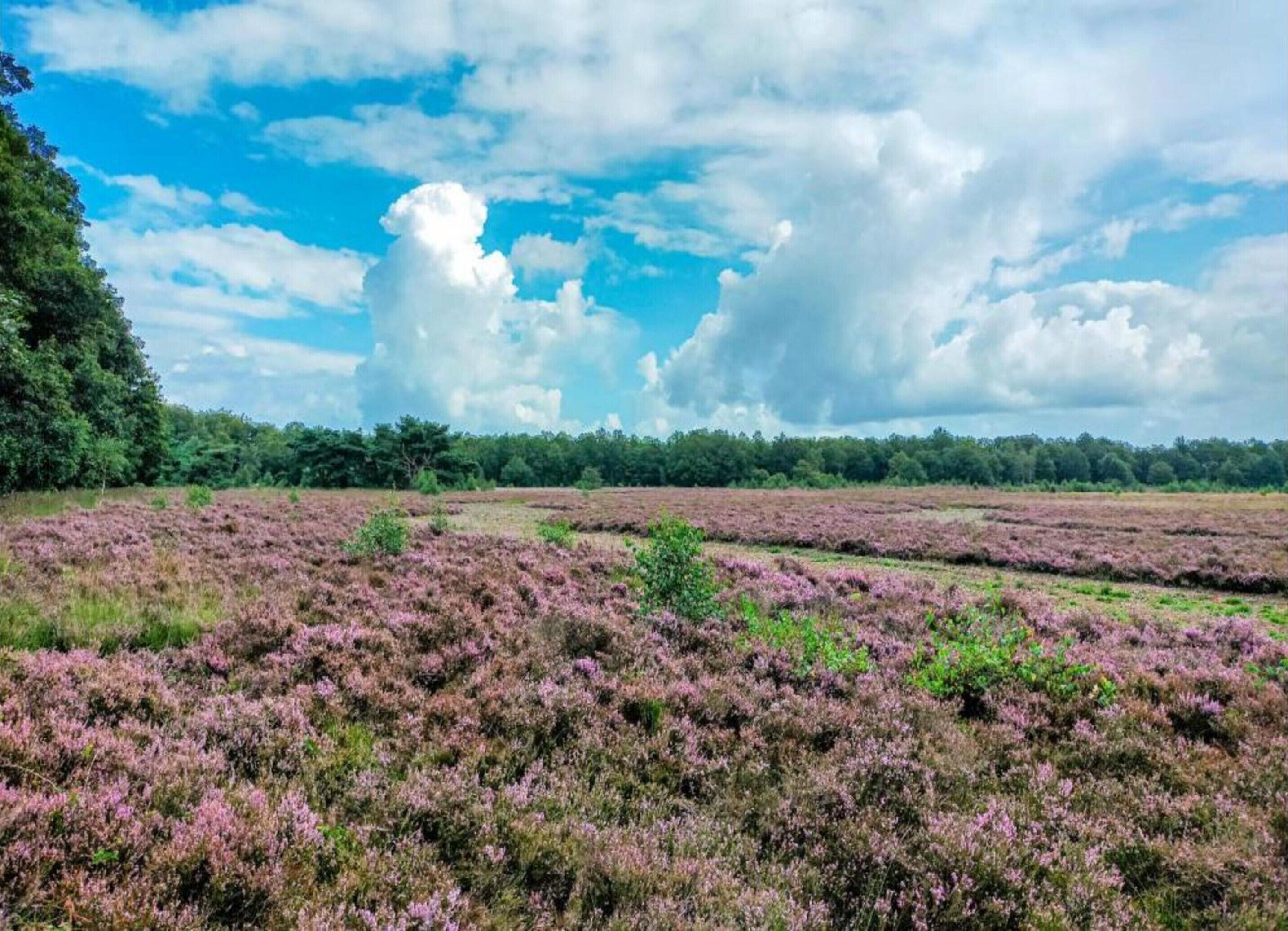 A vast field of purple heather under a partly cloudy sky.