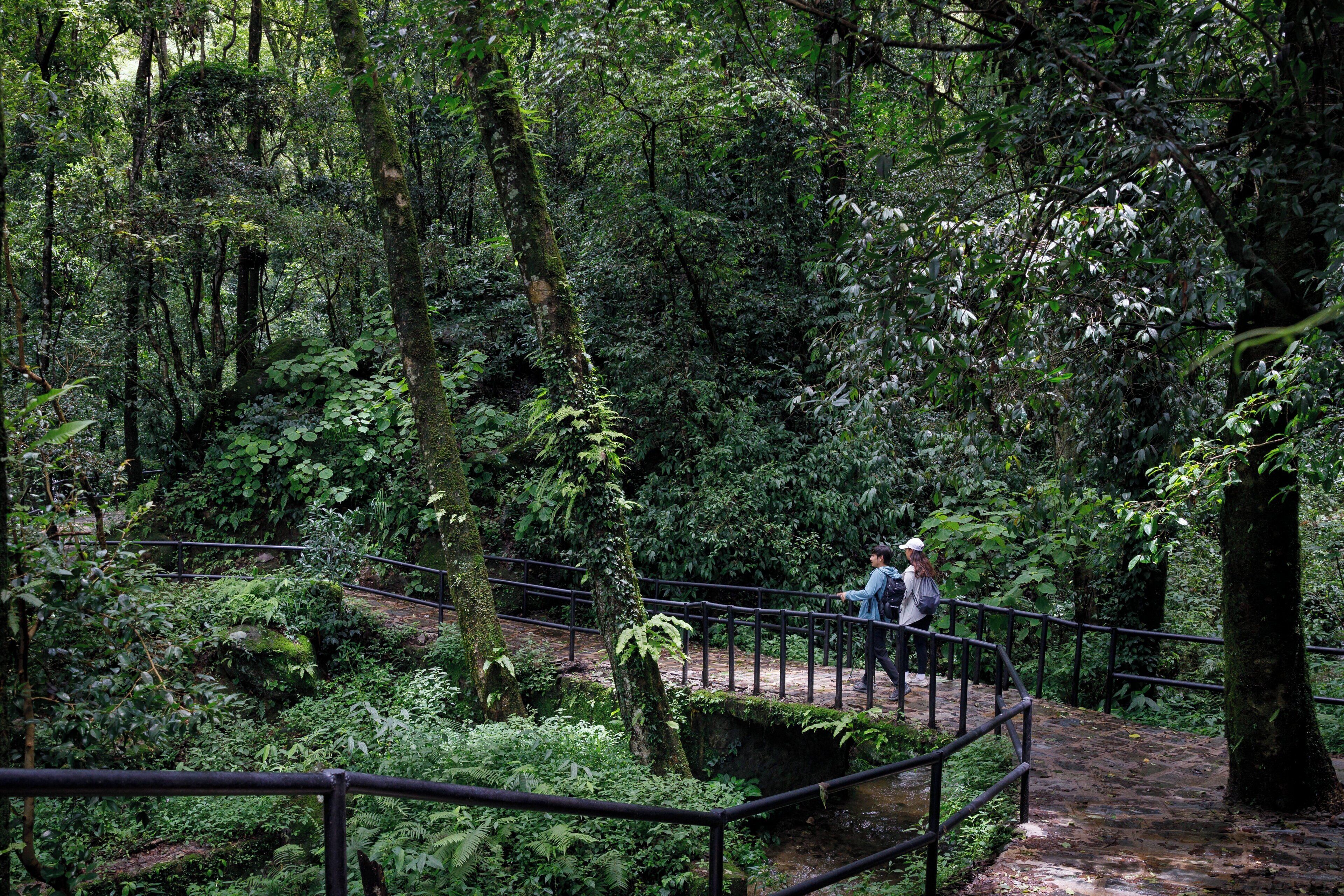 A forested area with a metal railing and a person walking on a path.