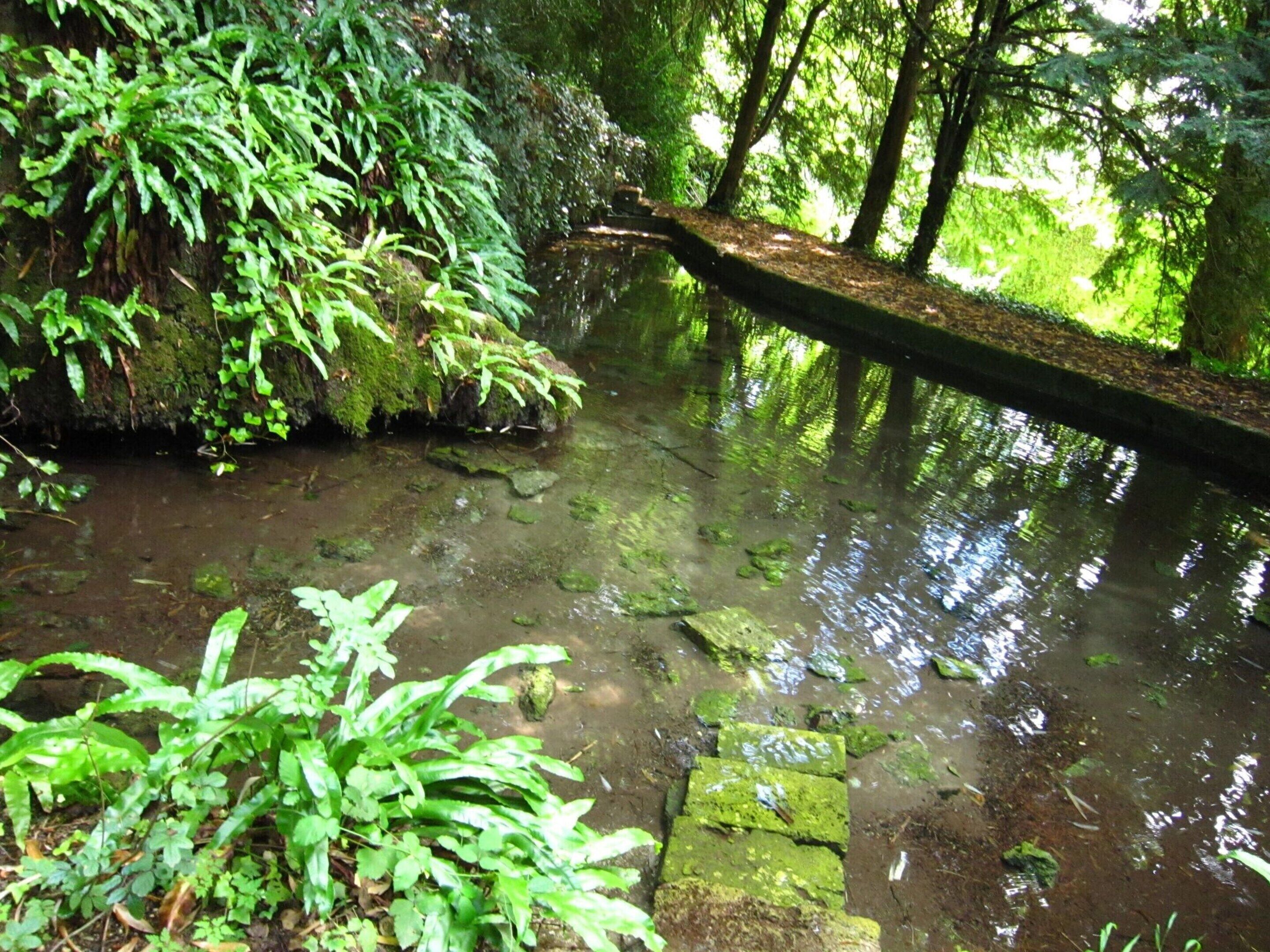 A natural water feature surrounded by lush greenery and moss-covered rocks.