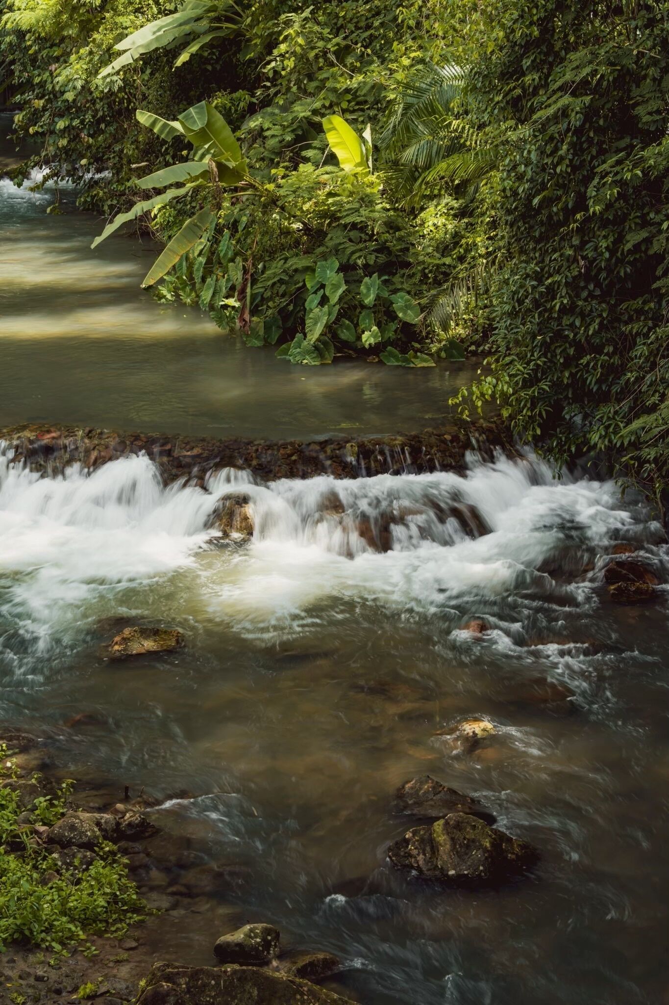 Un arroyo serpentea por un bosque frondoso y verde.