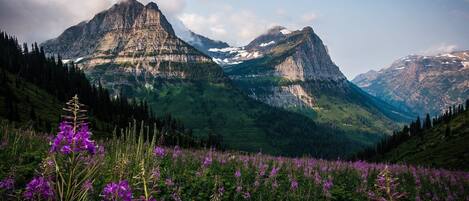 Eine Berglandschaft mit einem Feld lila Blumen im Vordergrund und schneebedeckten Gipfeln im Hintergrund.