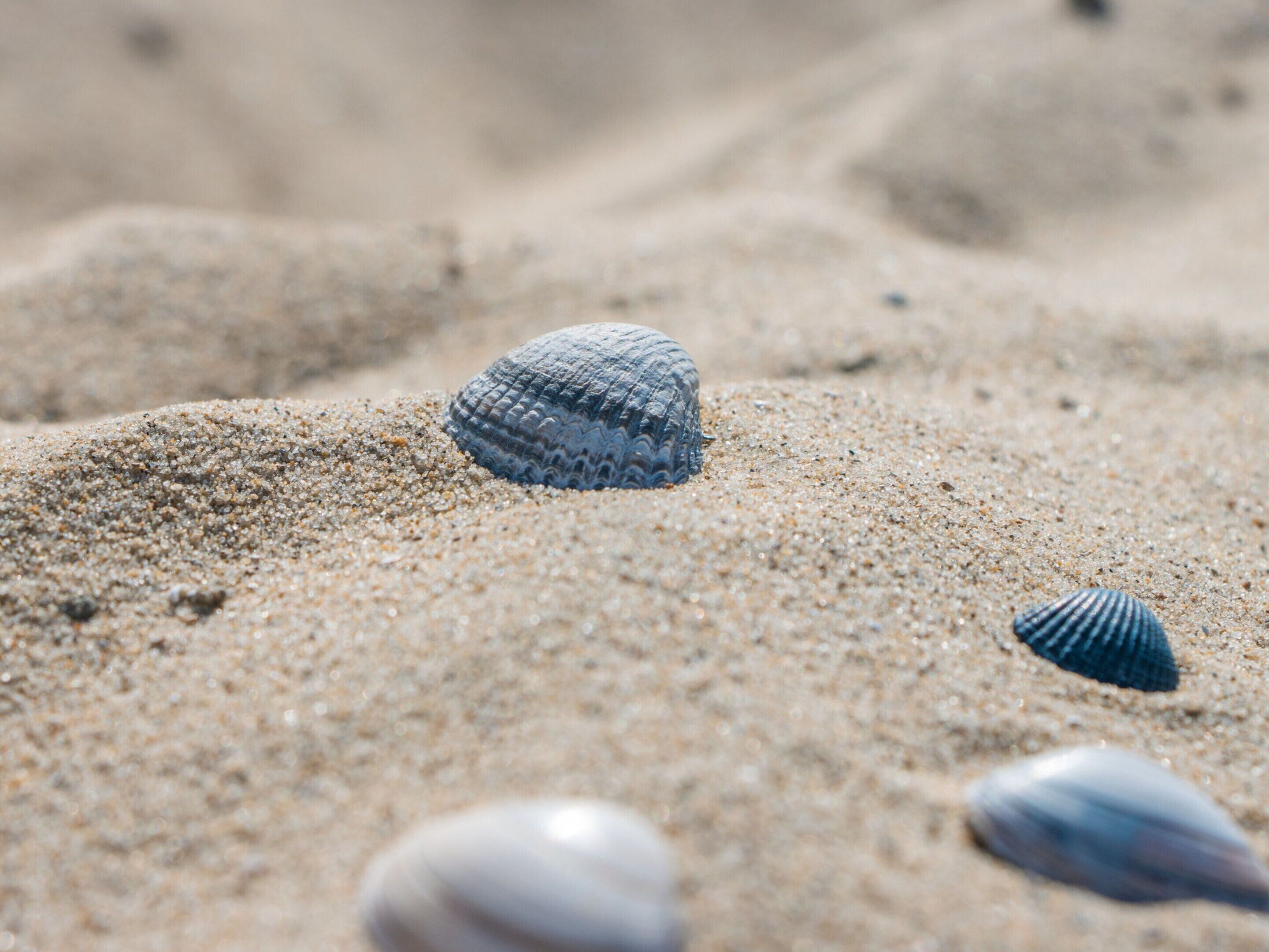 A sandy beach with a few seashells.