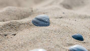 A sandy beach with a few seashells.