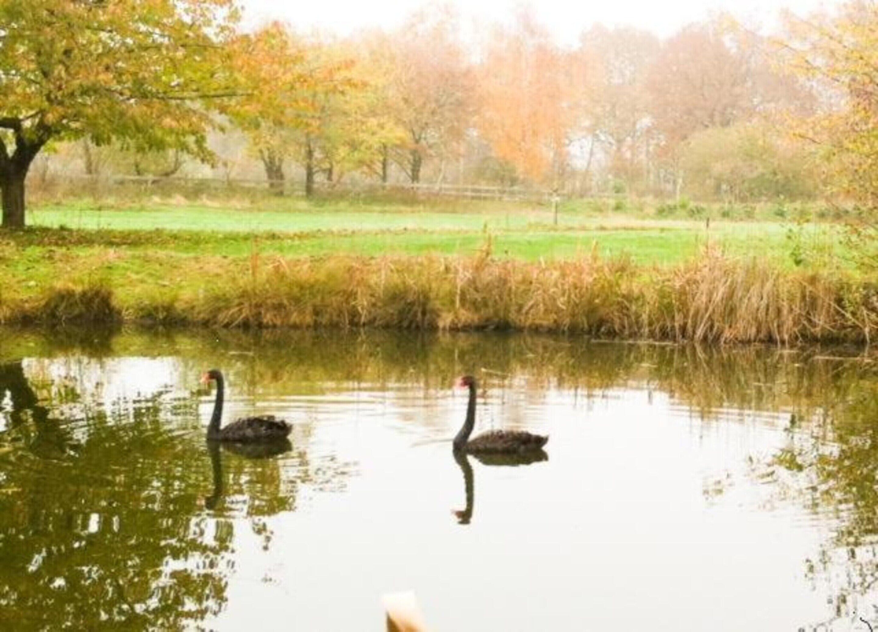 Two swans swimming in a calm body of water with a grassy bank and trees in the background.