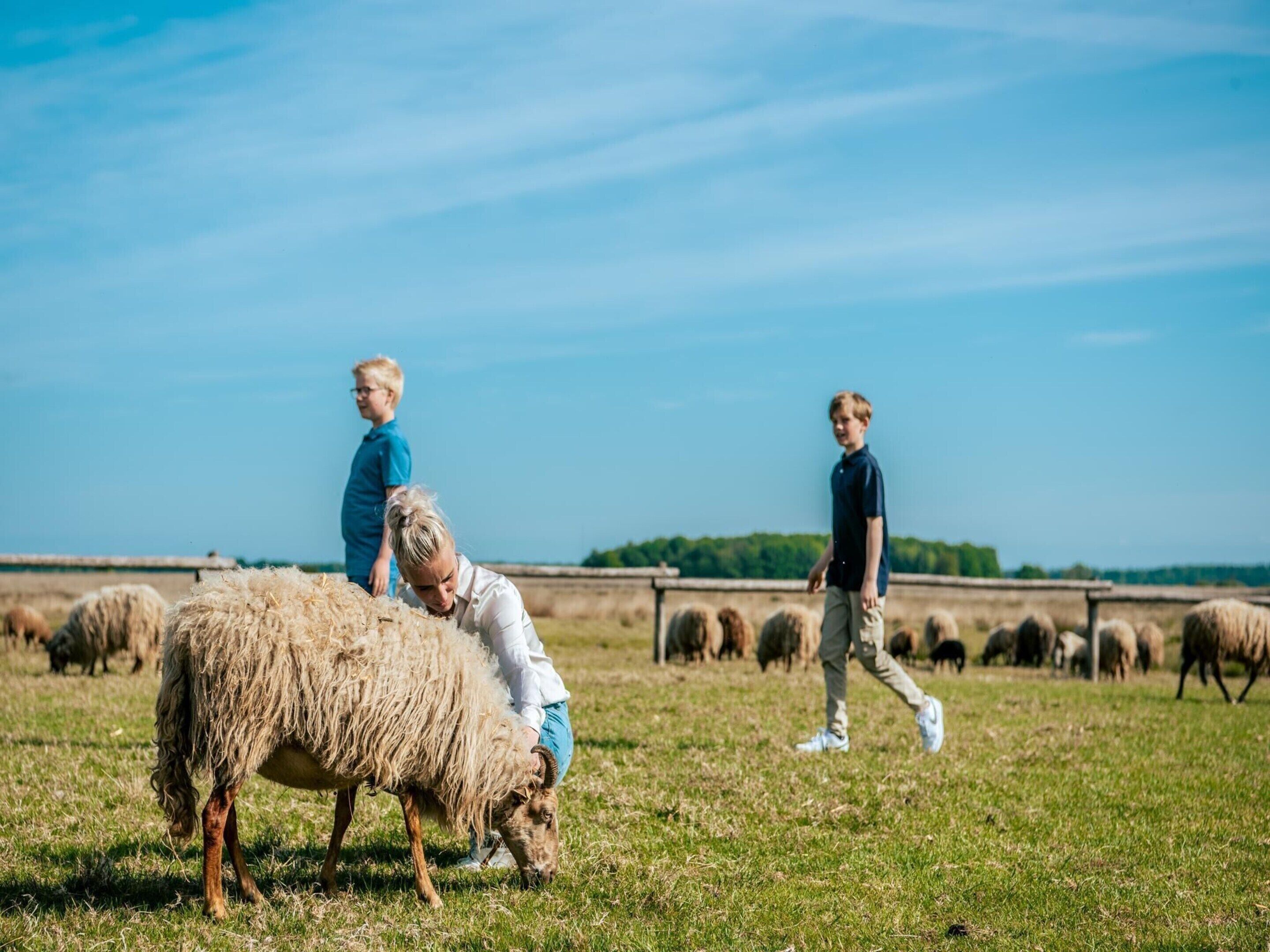 A group of people interacting with sheep in a grassy field.