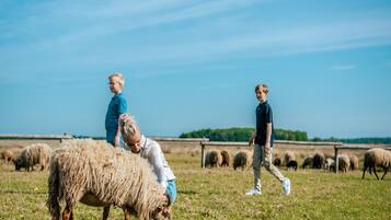 A group of people interacting with sheep in a grassy field.