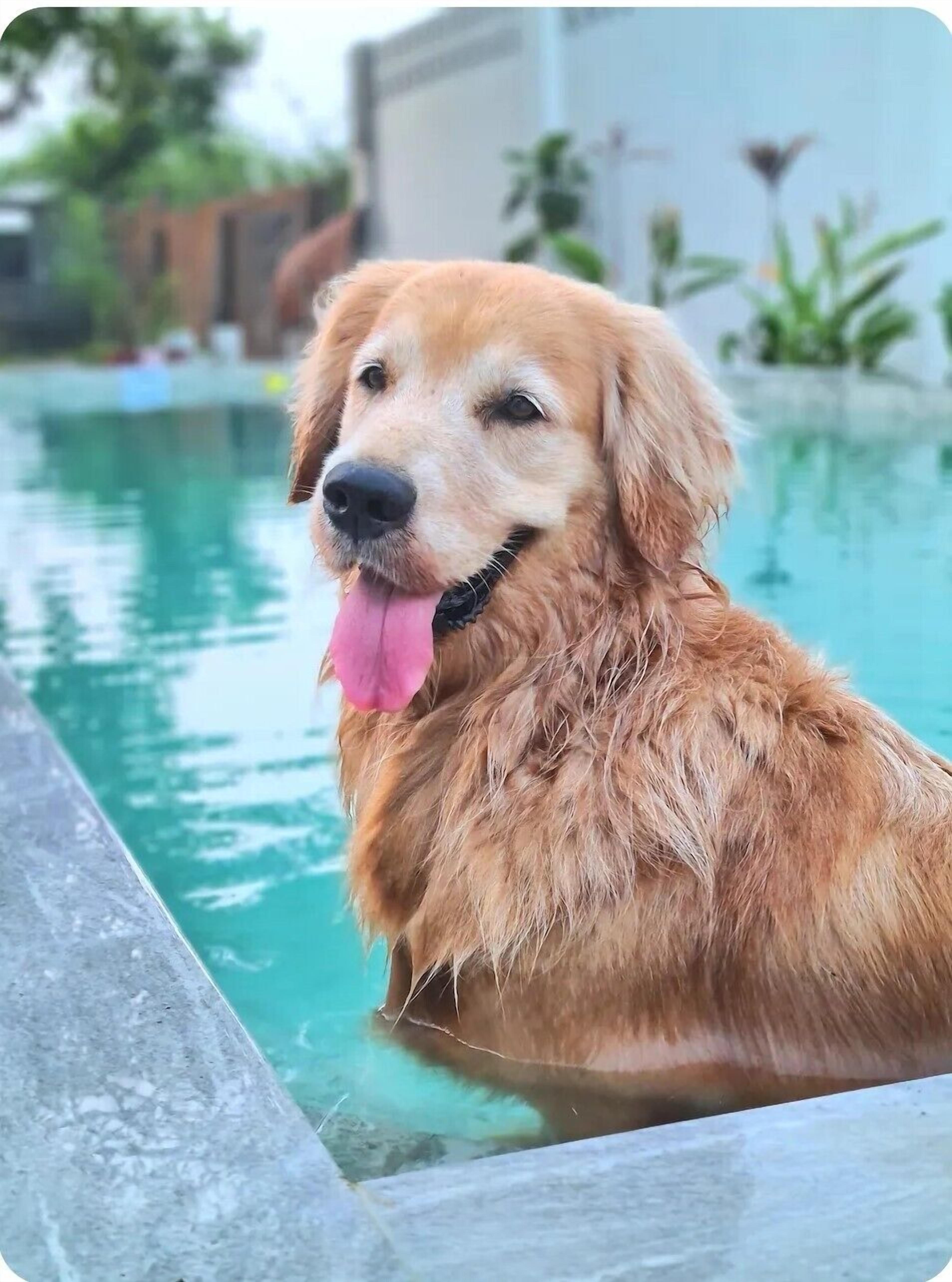 Un perro golden retriever en una piscina.