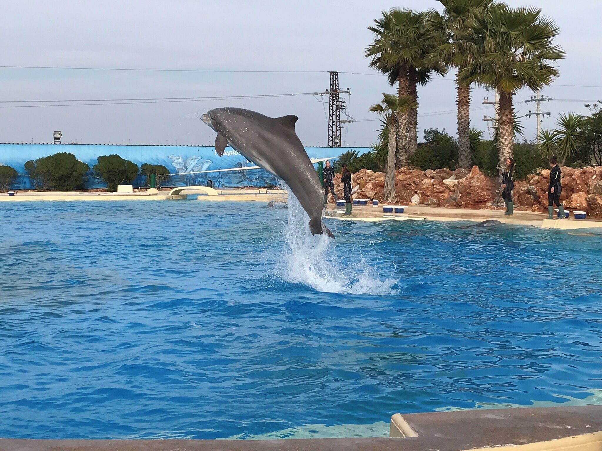 A dolphin jumping out of a pool.