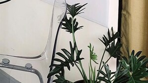 A potted plant with broad leaves in a white pot on a wooden surface next to a clear chair. - Polkadot Cafe&Hotel (Phitsanulok)