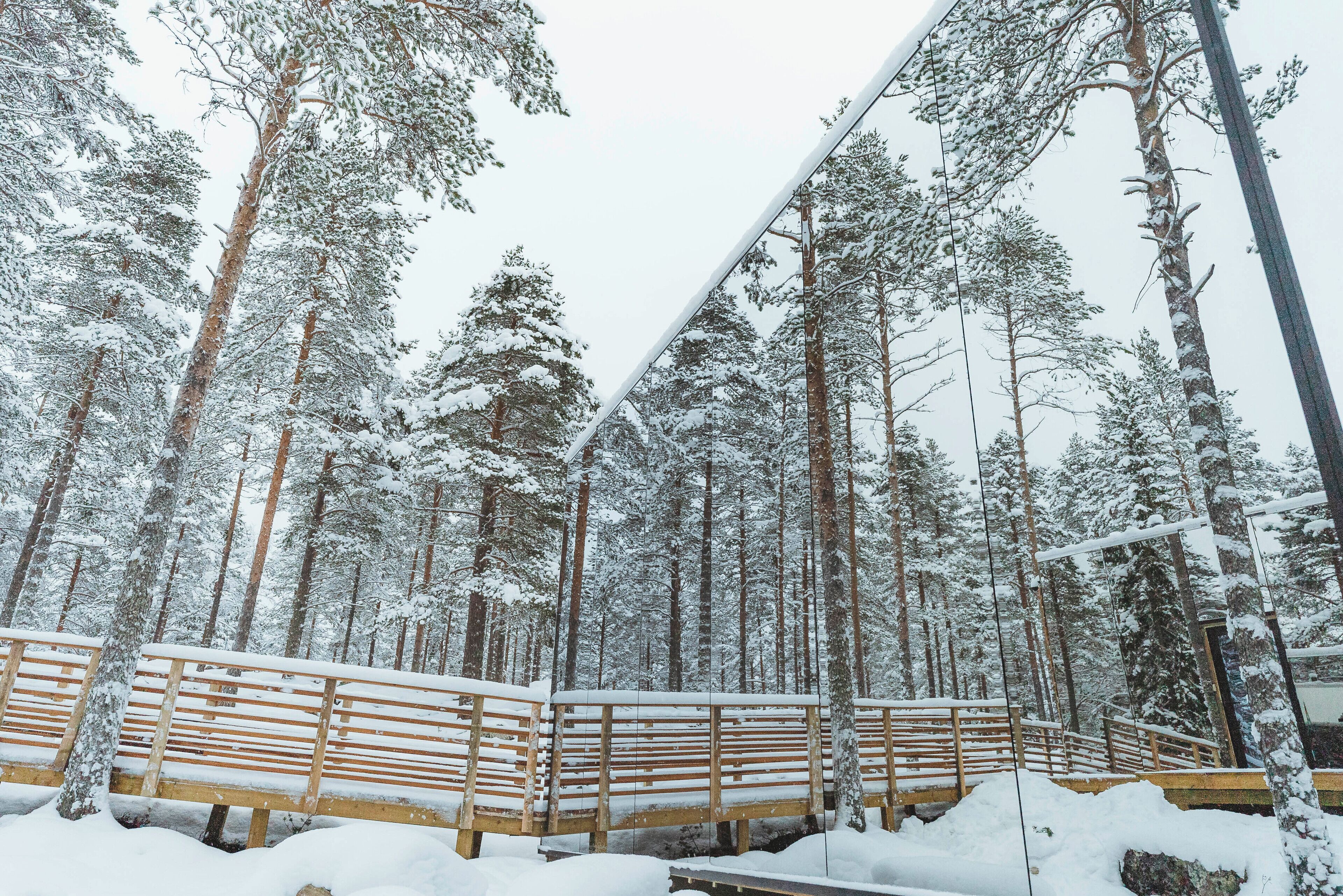 A wooden bench in a snowy forest with tall trees.