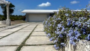A concrete pathway leading to a building with a flat roof, surrounded by a hedge of blue flowers. - Hope Winds - by Zenbreak (Providence)