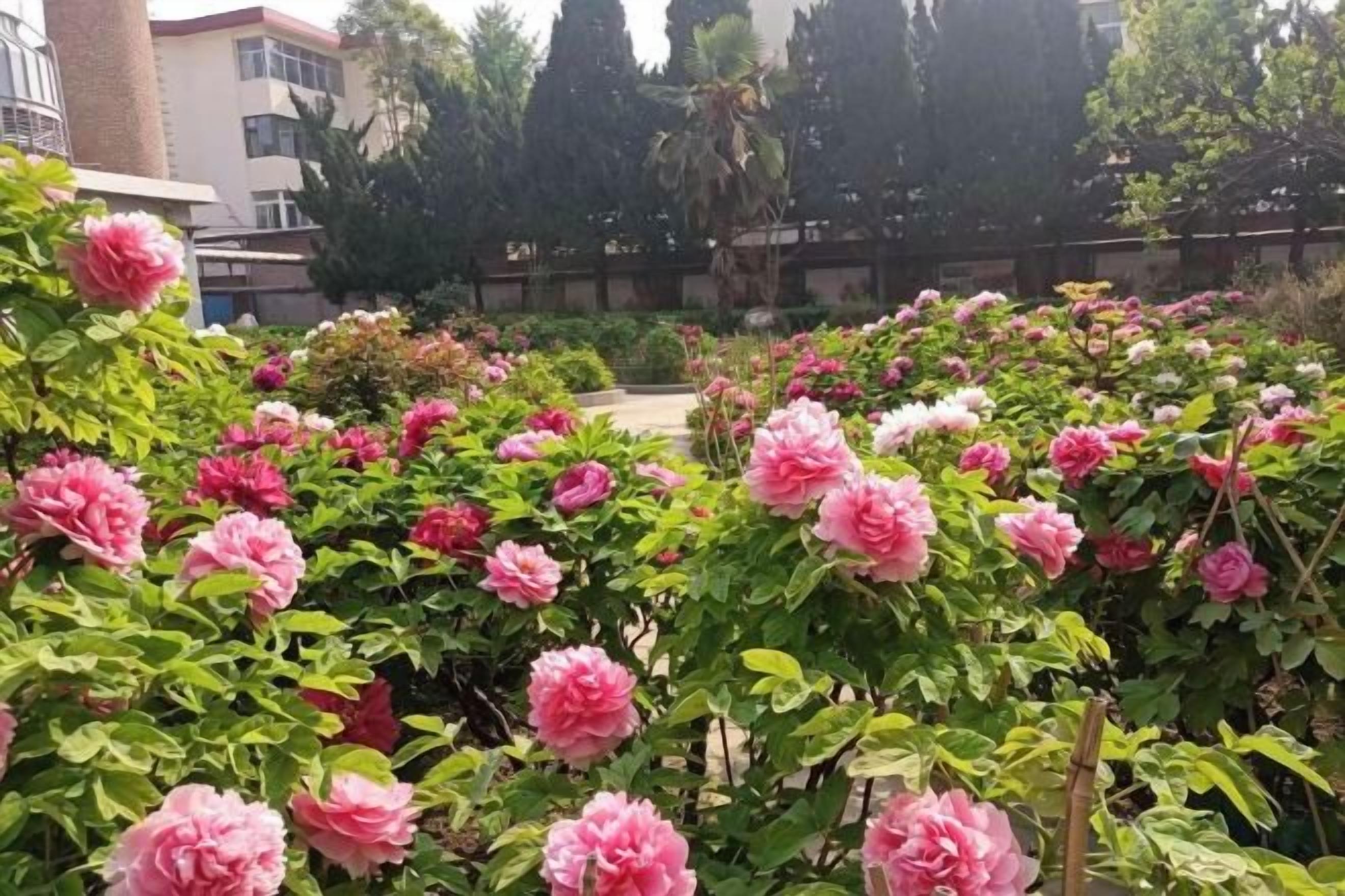 Ein Garten mit blühenden rosa Blumen und grünem Laub.