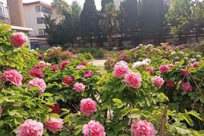 A garden with blooming pink flowers and green foliage. - Mudan Hotel (Heze)