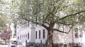 A large tree in front of a white building with arched windows and a black fence. - Apartment-Ensuite with Shower-Terrace near Bayerischer (Leipzig)