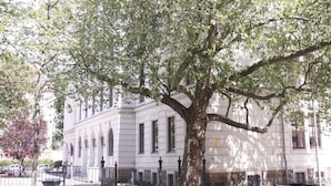 A large tree in front of a white building with arched windows and a black fence. - Apartment-Ensuite with Bath-City view (Leipzig)