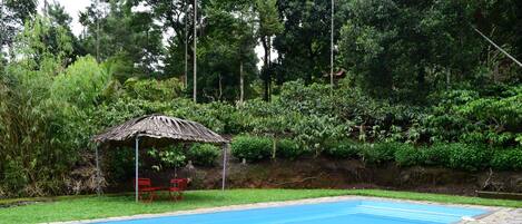 Una piscina rectangular con borde de piedra, rodeada de césped y follaje denso.