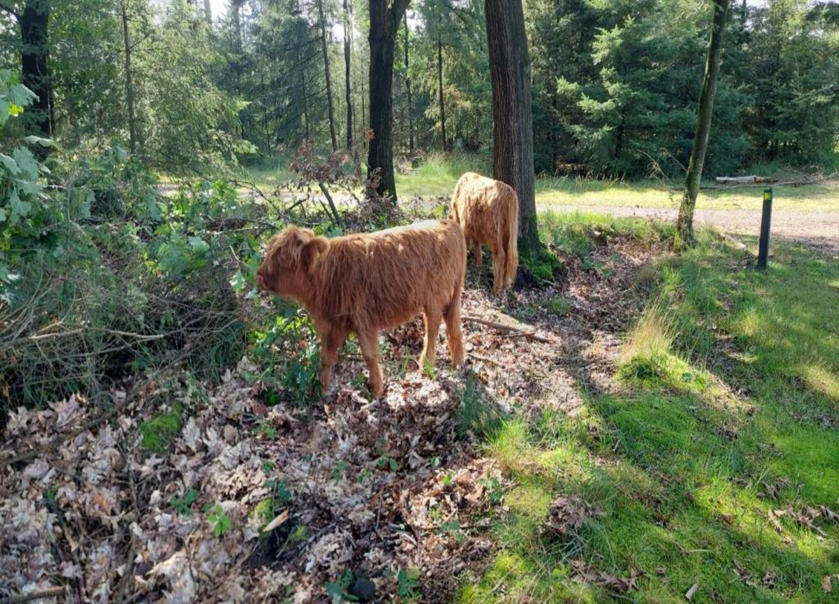 A forested area with two brown animals, likely goats, standing among trees and leaf-covered ground.