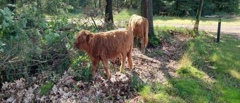 A forested area with two brown animals, likely goats, standing among trees and leaf-covered ground.
