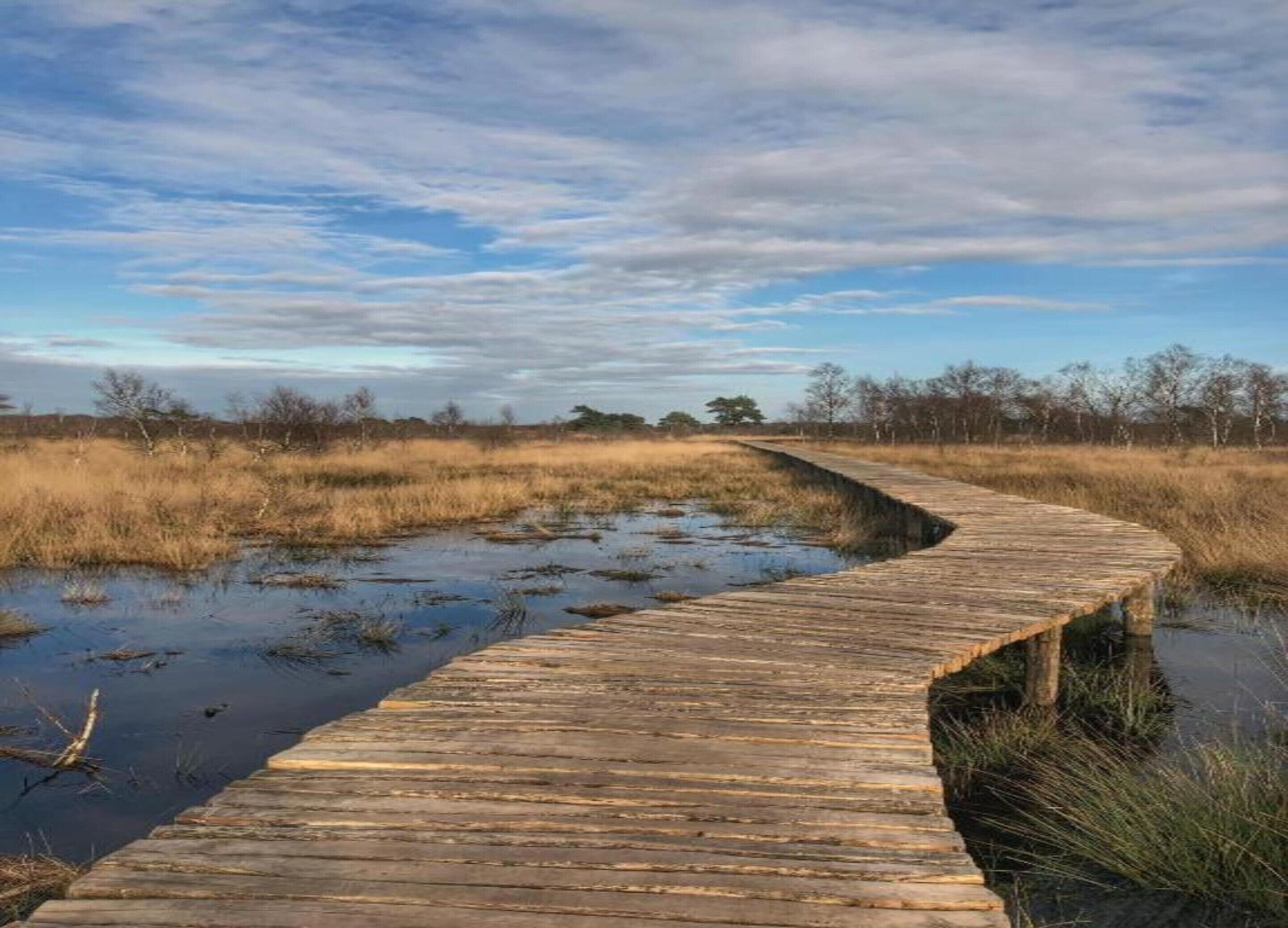 Une promenade en bois sinueuse qui traverse une zone humide à la végétation clairsemée, sous un ciel dégagé.