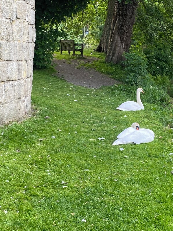 Apartamento | Jardines del alojamiento