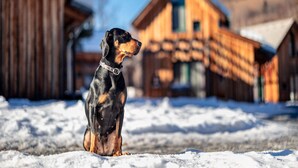 Ein Hund sitzt in einer verschneiten Außenanlage mit Holzhäusern im Hintergrund.
