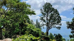 Un jardin luxuriant avec un espace piscine, entouré de grands rochers et d’arbres.