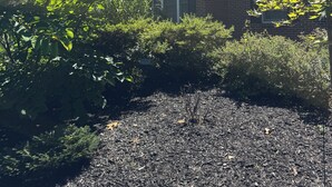 A house with a brick exterior, surrounded by dense green foliage and a mulched garden area.