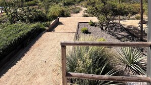 A desert landscape with a clear sky, a dirt path, and various desert plants. - La Guarda Bed and Breakfast (Zapallar)