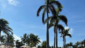 A pool area with lounge chairs and umbrellas, surrounded by palm trees. -  Suite with Tranquil vibes, beautiful panorama of sea in fabulous Quintana Roo (quintana roo)