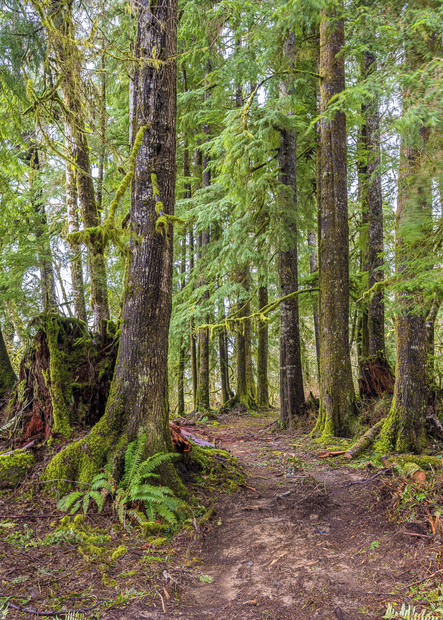 Un sentiero nella foresta, circondato da alberi alti con tronchi ricoperti di muschio.