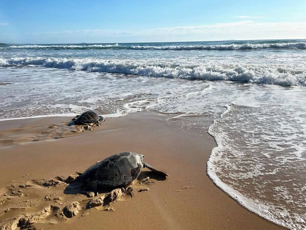 بالقرب من الشاطئ